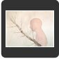 Figure and Birch (Larks)